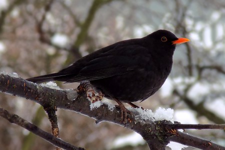 Turdus merula